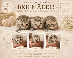 Bkh katzen