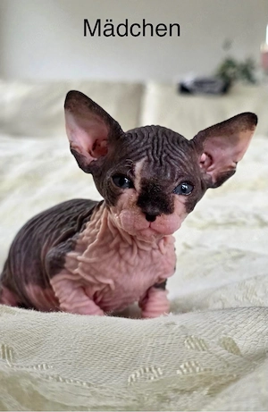 Sphynx Kitten