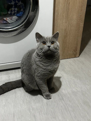 BKH Deckkater 100  