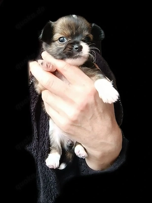 6 Chihuahuas über 2 Monate alt 
