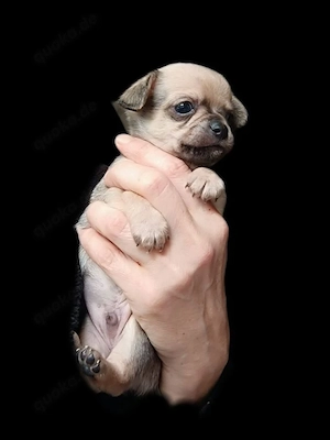 5 chihuahua Welpen 