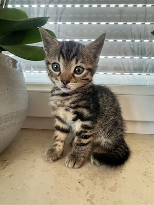 Bengal mix kitten 