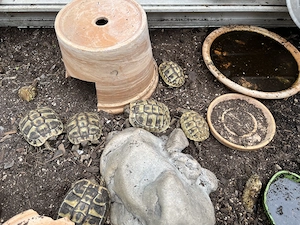 Griechische Landschildkröten