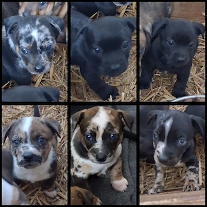 Border Collie Mischlinge 