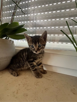 Bengal mix kitten 