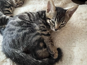 Bengal mix kitten 