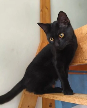 Agiler Jungkater Kiko sucht aufgeweckte Familie
