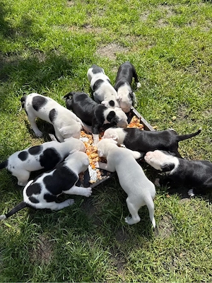 American Bully&Dogo mix Argentino baby welpen