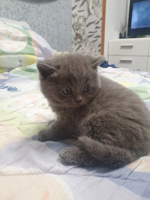 Bkh Katerchen blü reinrassig  Bild 3