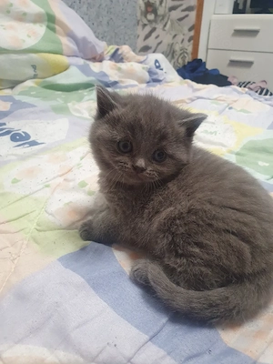 Bkh Katerchen blü reinrassig  Bild 4