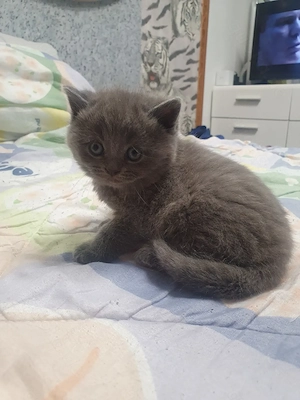Bkh Katerchen blü reinrassig  Bild 2