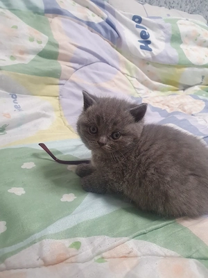 Bkh Katerchen blü reinrassig  Bild 5