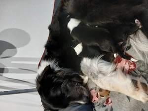 Border Collie Welpen