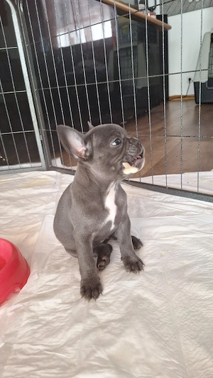 1 Bully Mädchen sucht ihr Zuhause! Bild 4