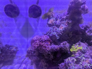 Aquarien Auflösung 