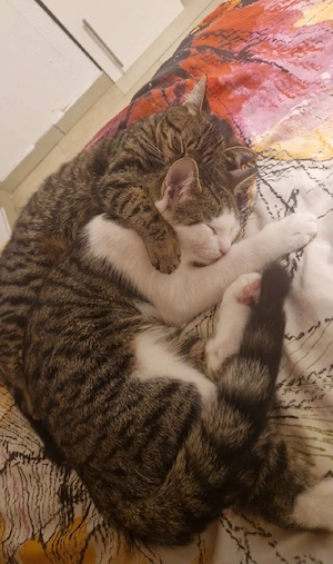 Weibliche Katze