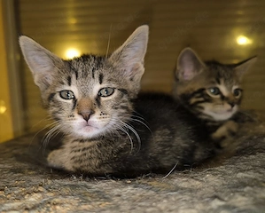Kitten suchen ihr neues Zuhause Bild 2