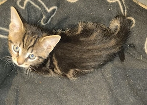 Kitten suchen ihr neues Zuhause Bild 3