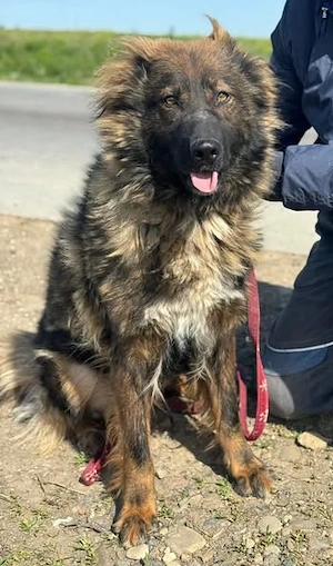 Schäfi-Mix-Hundedame Donata sucht Anschluss