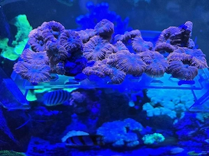 Weichkoralle Scheibenanemonen Rhodactis Superman Korallen Ableger Bild 6