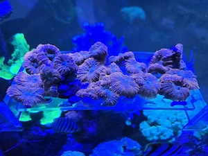 Weichkoralle Scheibenanemonen Rhodactis Superman Korallen Ableger Bild 5