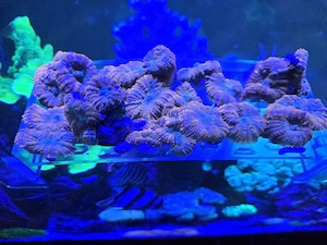 Weichkoralle Scheibenanemonen Rhodactis Superman Korallen Ableger Bild 4