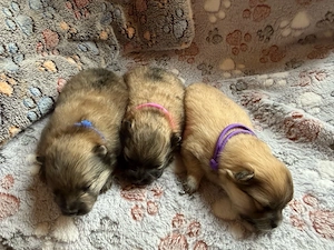 Pomeranian Welpen  Abgabe ab Ende Juni