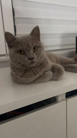 BKH  Perser Mix Katze 