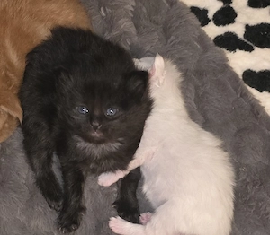maine coon kitten 