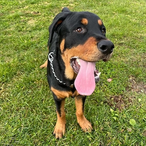 Rottweiler sucht verantwortungsvolles Zuhause