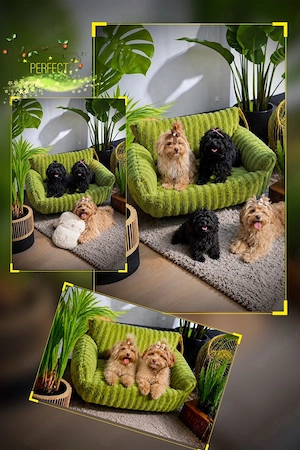  Mini Maltipoo Welpen   