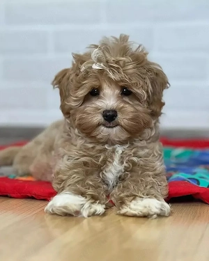 Maltipoo welpen