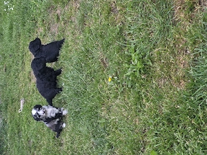 Mini aussiedoodle  mini australian shepherd zwergpudel 
