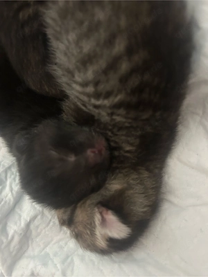 Wunderschöne BKH Tabby Mackerel Kitten in liebevolle Hände abzugeben