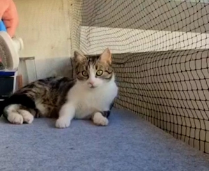 Trixi  1Jahr alt sucht neues Zuhause 