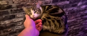 Trixi knapp 1Jahr sucht neues Zuhause 