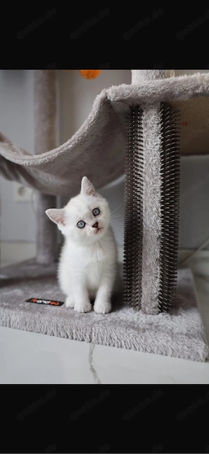 BKH Katzen Bild 3