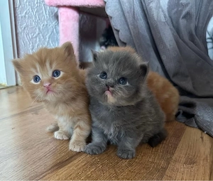 Perser und Maine Coon mix Kitten