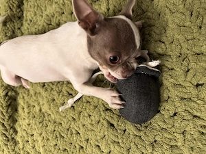 Reinressig Chihuahua-Rüde als Deckrüde Bild 10
