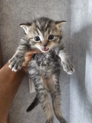 Angora Mix Kitten in Liebevolle Hände abzugeben  Bild 3