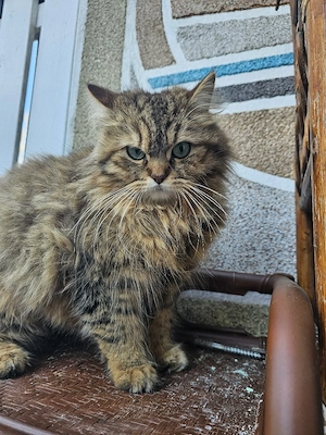 Angora Mix Kitten in Liebevolle Hände abzugeben  Bild 6