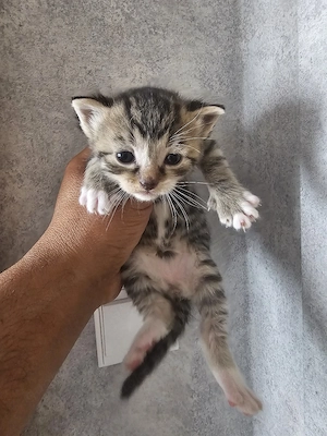 Angora Mix Kitten in Liebevolle Hände abzugeben  Bild 2