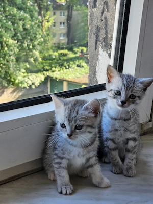 2 süße BKH Mix Kitten