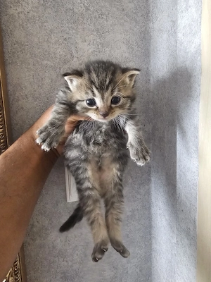 Angora Mix Kitten in Liebevolle Hände abzugeben  Bild 4