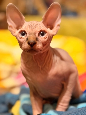 Sphynx Kätzchen 