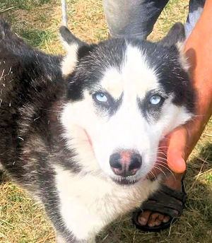 Husky-Mix  Skadi  - nordische Schönheit mit eisblauen Augen
