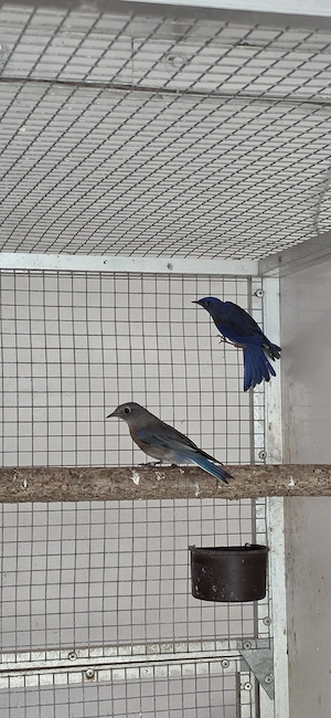 1.1 Blaukehl Hüttensänger
