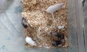 Farmbmäuse männlich weiblich Bild 2