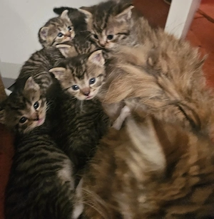 Angora Mix Kitten in Liebevolle Hände abzugeben  Bild 5