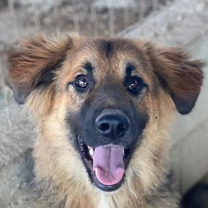 Hilda, geb. ca. 04 2025, lebt in GRIECHENLAND, im städt. Tierheim Serres 